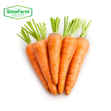 2021 New China  fresh Sinofarm vegetables wholesale carrot/carrots seeds not vietnam carrot